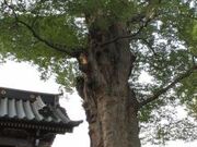 梅岩寺のケヤキとカヤの写真2