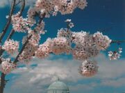 多摩湖の桜の写真2