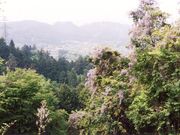 大久野のフジの写真1