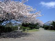 披露山公園の桜の写真1