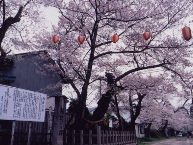 志賀理和気神社の南面の桜の写真1