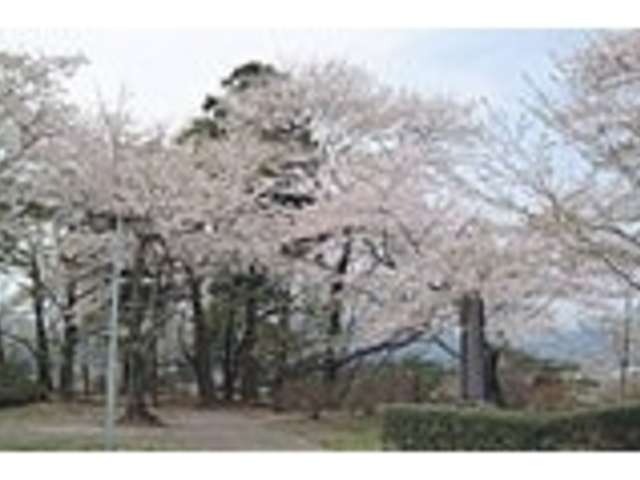 城山公園の桜の写真1