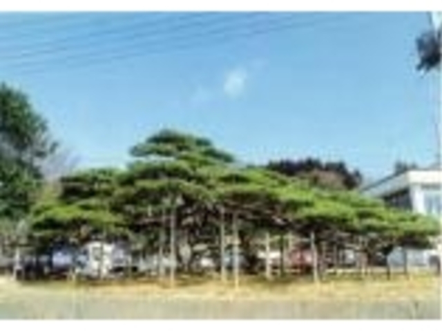 役場の傘松の写真1