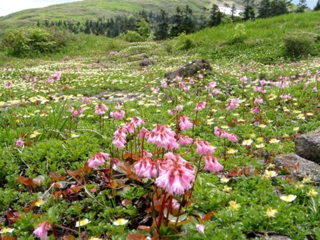 森吉山一帯の高山植物_森吉山の高山植物