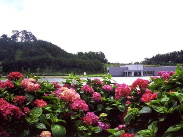 飯森山公園のアジサイの写真1
