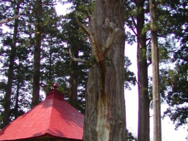 石動神社の親杉の写真1