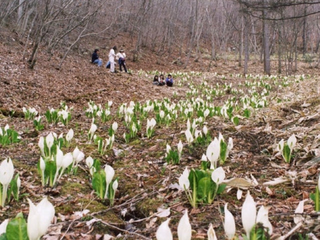 石田ブヨメキの水芭蕉_石田ブヨメキの水芭蕉