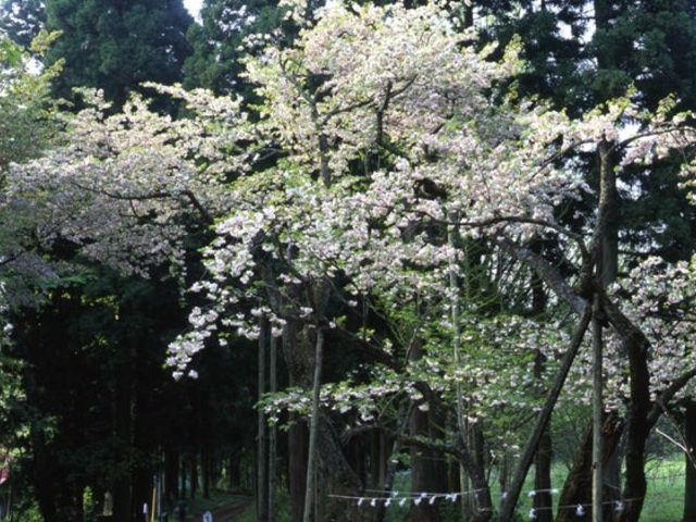 磐椅神社の大鹿桜の写真1