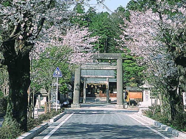 乃木神社のさくらの写真1