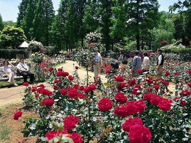 千葉市都市緑化植物園のバラ園
