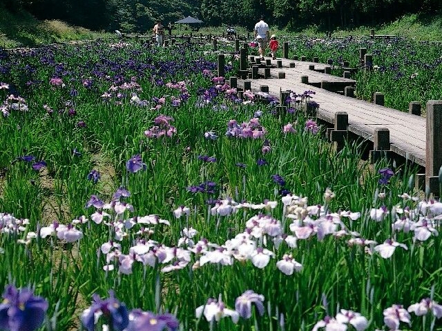 昭和の森の花菖蒲
