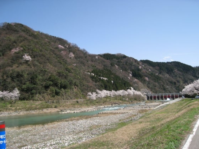 自生・点在するエドヒガンザクラ_嵐山(庄川加羅谷)の江戸彼岸桜
