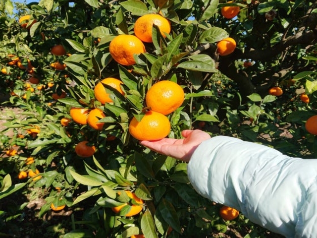 みかん狩り(泉)の写真1