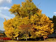 大銀南木と五庵川原の写真2