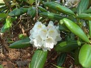 北山崎のシロバナシャクナゲの写真2