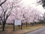 天神岬スポーツ公園の桜の写真1