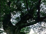 金山の大ケヤキの写真1