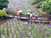 生田緑地公園のハナショウブの写真1