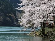 嵐山(庄川加羅谷)の江戸彼岸桜の写真2