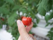 ごかつら池ふるさと村の写真3