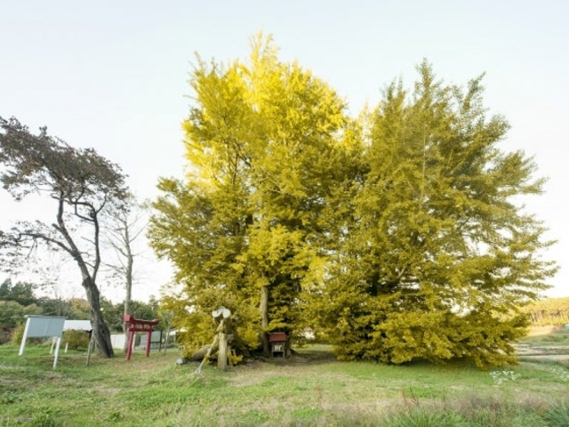銀杏木窪の大銀杏_銀杏木窪の大銀杏