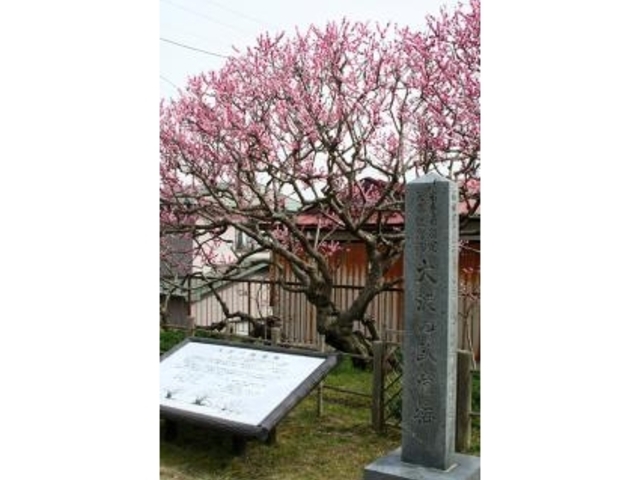 臥竜梅_山田町の臥竜梅