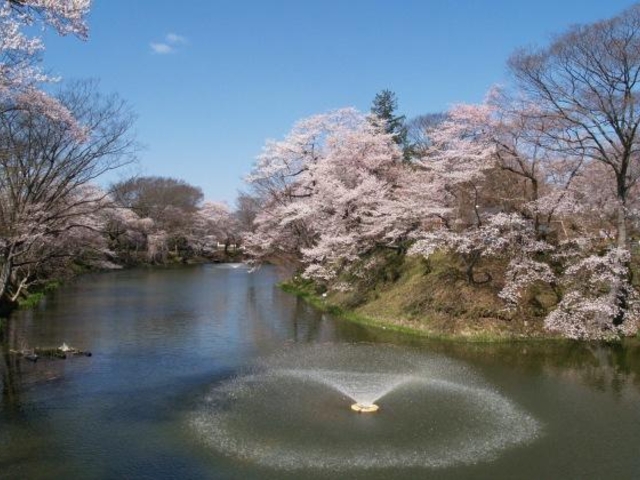 棚倉城跡の桜の写真1