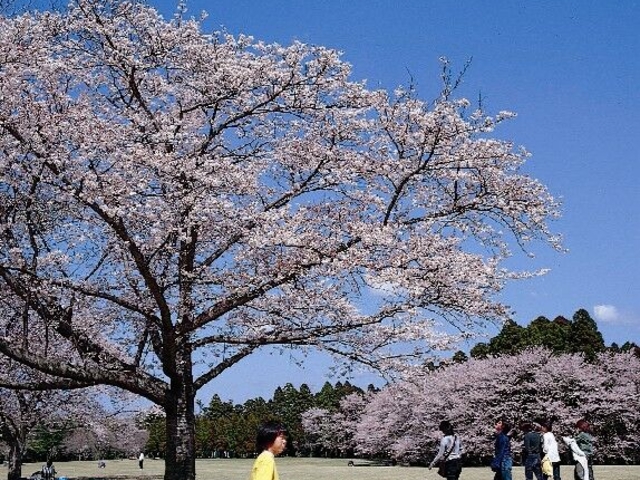 泉自然公園の桜