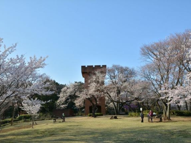 六道山の山桜