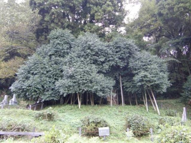 老谷の大つばきの写真1