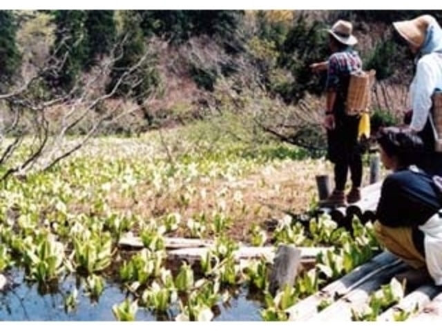 横谷ミズバショウ群生地の写真1