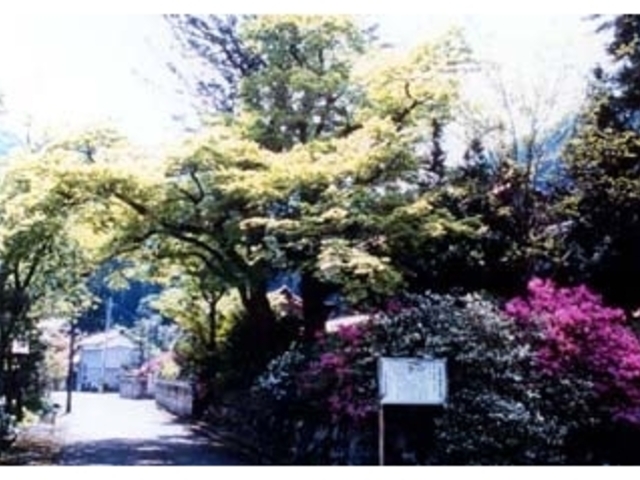 イロハモミジ_イロハモミジ