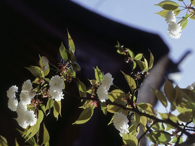 気多の白菊桜の写真1