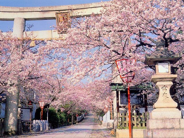 向日神社の桜