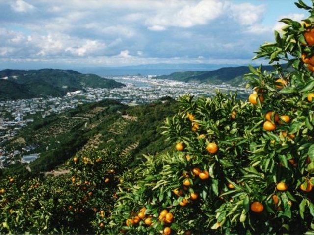 みかん山_ミカン畑