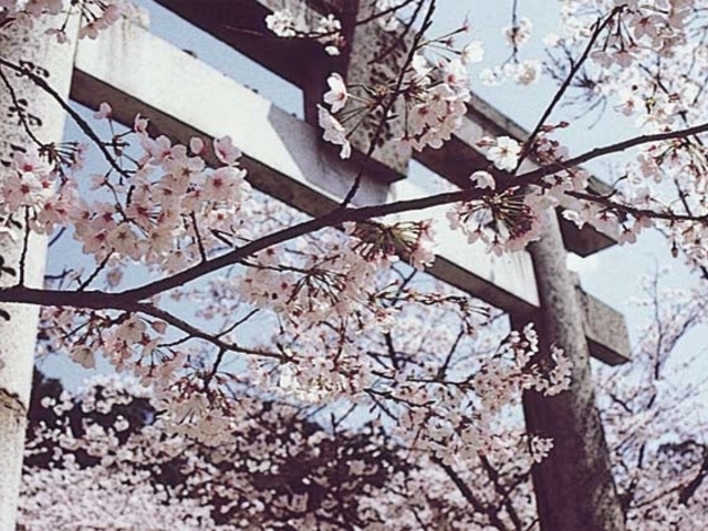 宝満宮竃門神社の桜