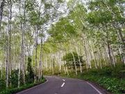平庭高原の白樺林の写真2