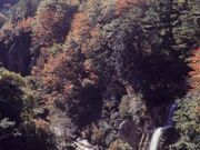面白山の紅葉の写真1