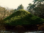 霞ヶ城の傘松の写真1
