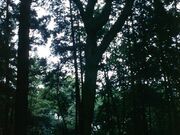 間々田八幡宮のコナラの写真1