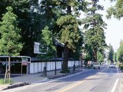 安中原市スギ並木の写真1