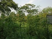 フジバカマ(水元公園)の写真1