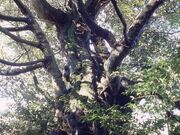 阿蘇神社のシイの写真1