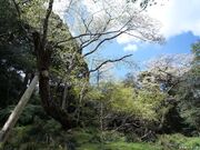 大島の桜株の写真1