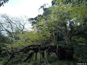 大島の桜株の写真2