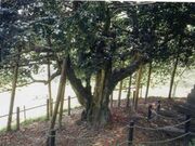 老谷の大つばきの写真2