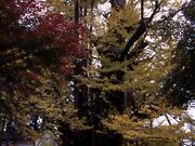 老谷の大つばきの写真4