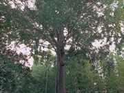 牛久保のナギの木の写真1
