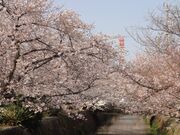 みどり川の桜の写真2