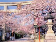 向日神社の桜の写真1